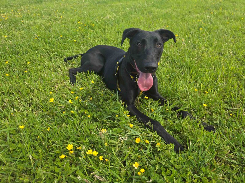 Lenny Longlegs | Lurcher | West Calder (Edinburgh) - 5