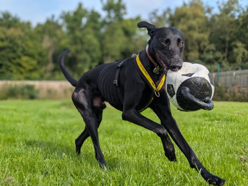 Lenny Longlegs | Lurcher | West Calder (Edinburgh) - 8