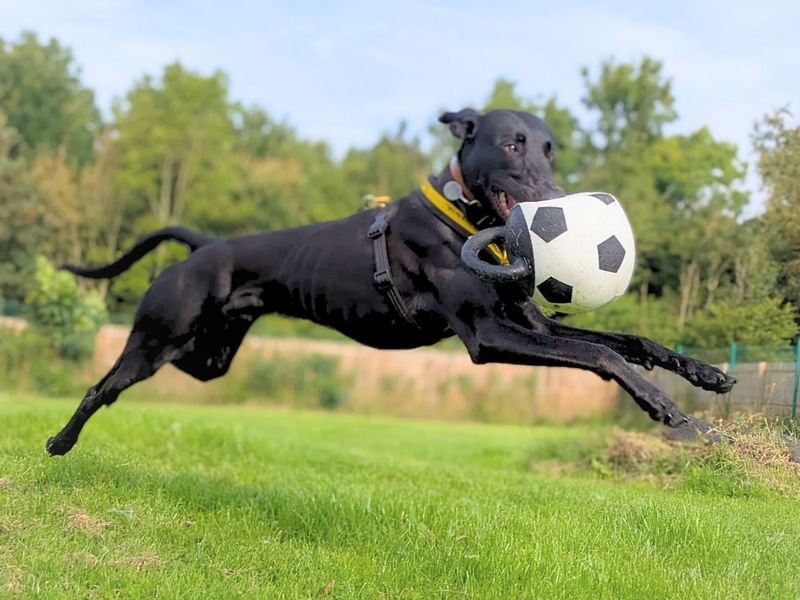 Lenny Longlegs | Lurcher | West Calder (Edinburgh) - 1