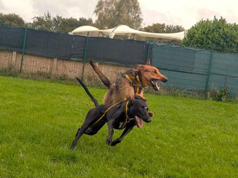 Lenny Longlegs | Lurcher | West Calder (Edinburgh) - 7