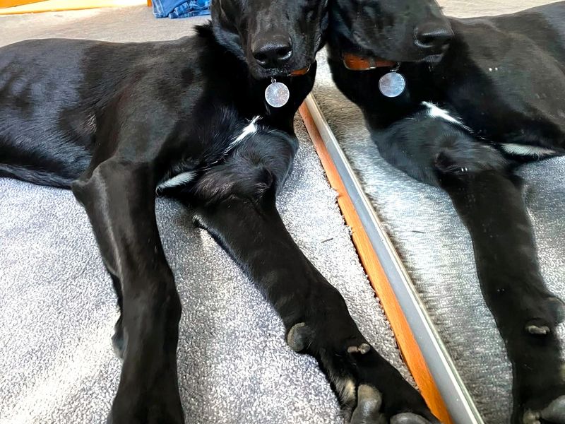 Lenny Longlegs | Lurcher | West Calder (Edinburgh) - 6