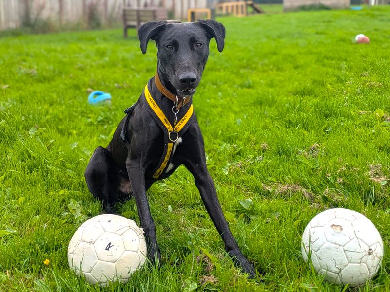 Lenny Longlegs | Lurcher | West Calder (Edinburgh) - 11