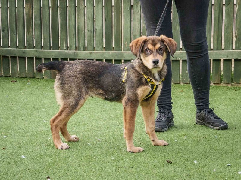 Flump, a Unknown old male Crossbreed available for adoption from Dogs Trust in Loughborough, Leicestershire