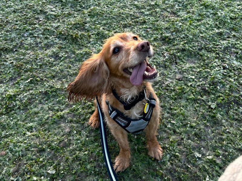 Cocker Spaniel for adoption in Chestfield, Kent – 7 years old - Image 2 of 2