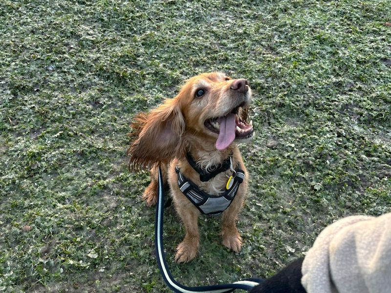 Cocker Spaniel for adoption in Chestfield, Kent – 7 years old
