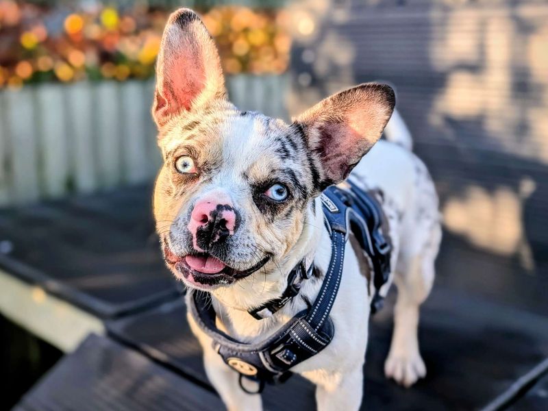 Pooky | French Bulldog Cross | Cardiff - 5