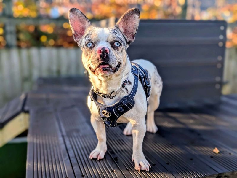 Pooky | French Bulldog Cross | Cardiff - 6