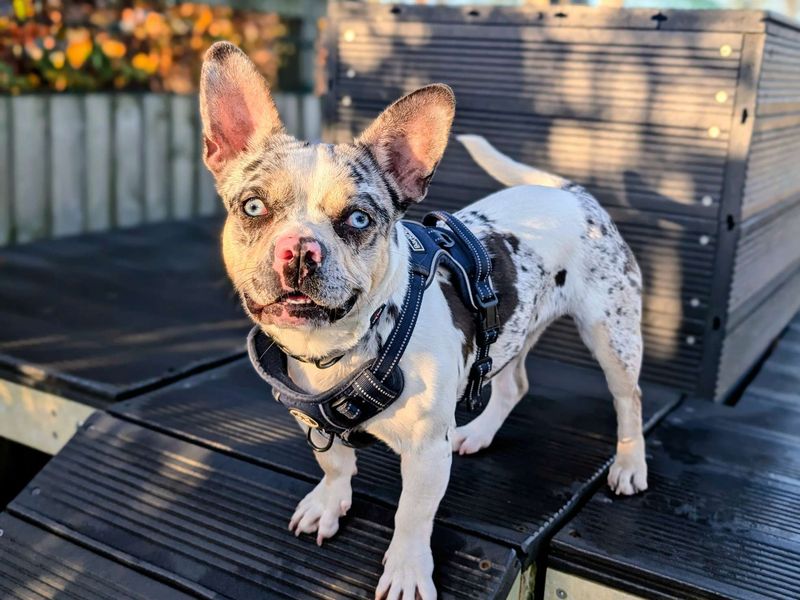 Pooky | French Bulldog Cross | Cardiff - 2