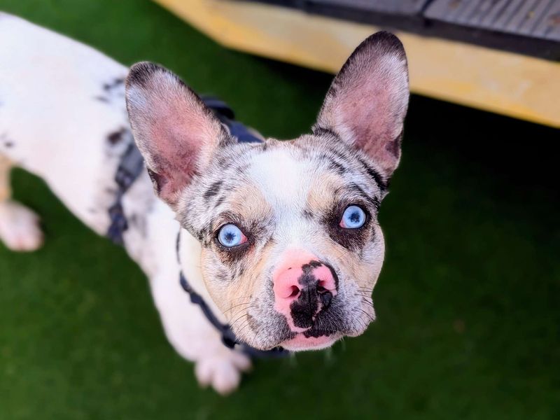 Pooky | French Bulldog Cross | Cardiff - 3