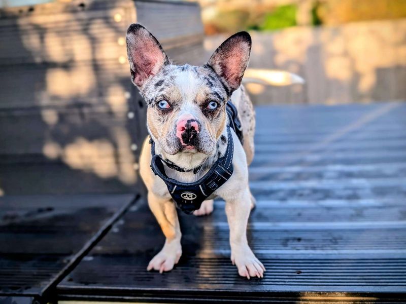 Pooky | French Bulldog Cross | Cardiff - 4