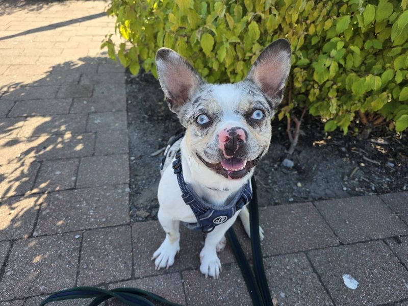 Pooky | French Bulldog Cross | Cardiff - 9
