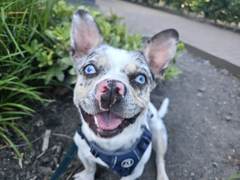 Pooky | French Bulldog Cross | Cardiff - 5