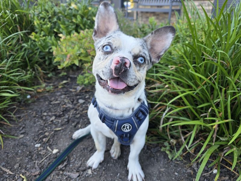 Pooky | French Bulldog Cross | Cardiff - 1