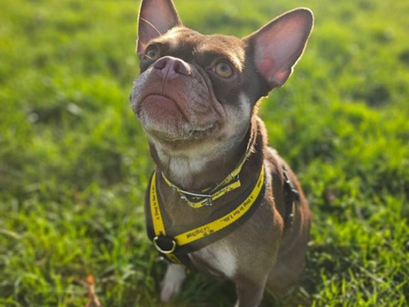 French Bulldog for adoption in Uxbridge, London – 1 year old