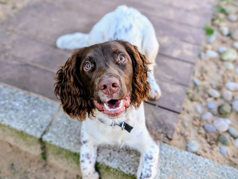 Lester | Spaniel (English Springer) | Cardiff - 1