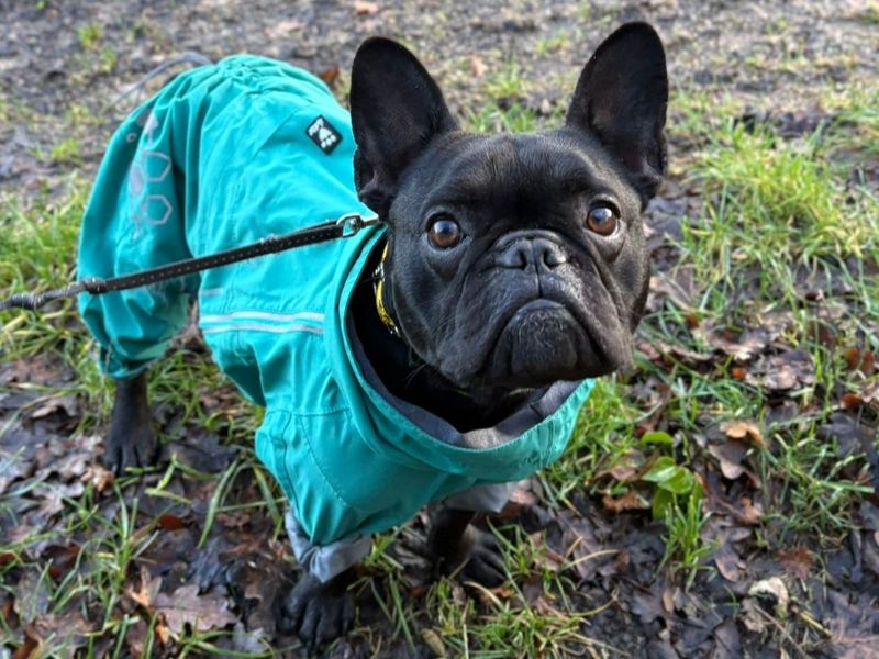 French Bulldog for adoption in Uxbridge, London – 1 year old