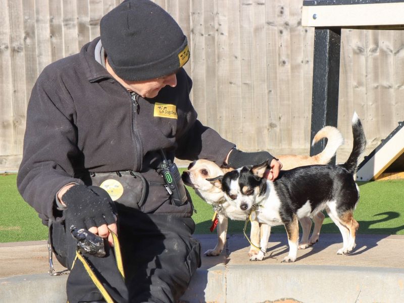 Chihuahua for adoption in Evesham, Worcestershire – 5 years old