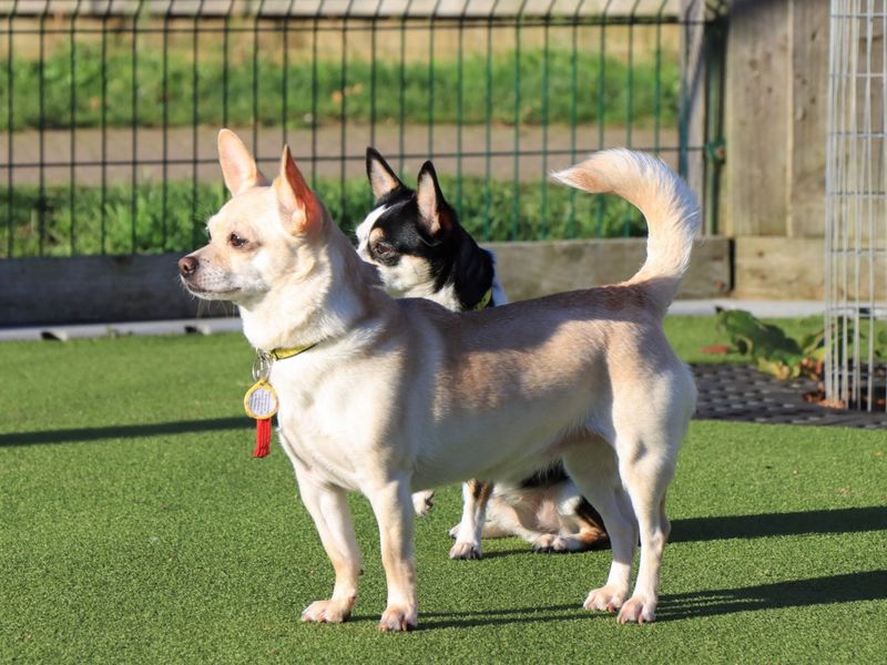 Chihuahua for adoption in Evesham, Worcestershire – 5 years old - Image 2 of 3