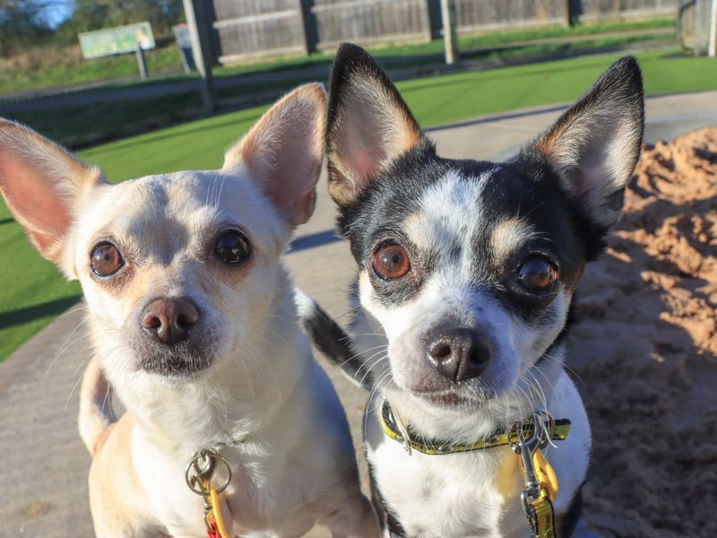 Freyah & Maybelle | Chihuahua (Smooth Coat) | Evesham (Worcestershire) - 1