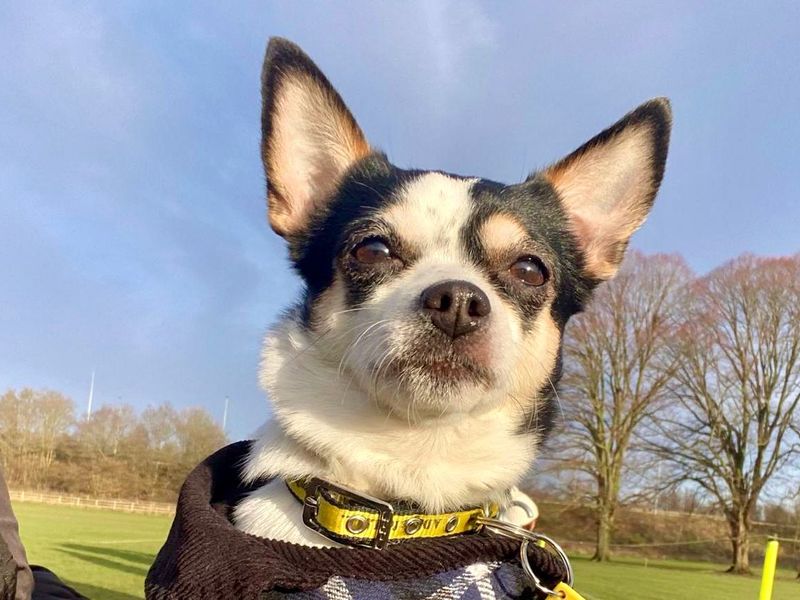 Chihuahua for adoption in Evesham, Worcestershire – 10 years old