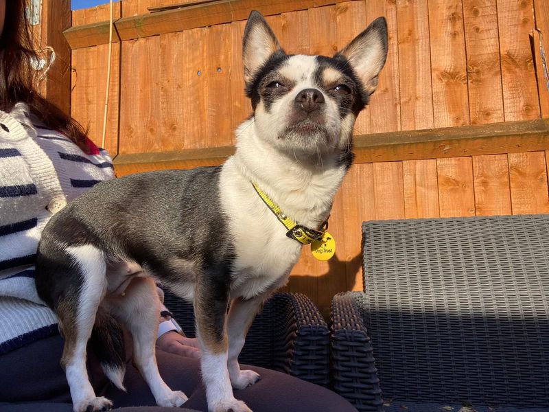 Maybelle | Chihuahua (Smooth Coat) | Evesham (Worcestershire) - 1
