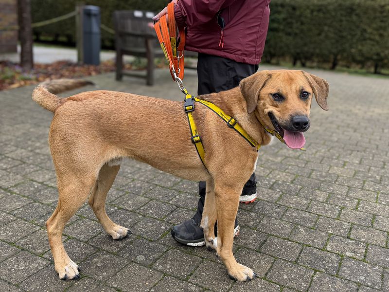 Benny | Foxhound Cross | Basildon (Essex) - 1
