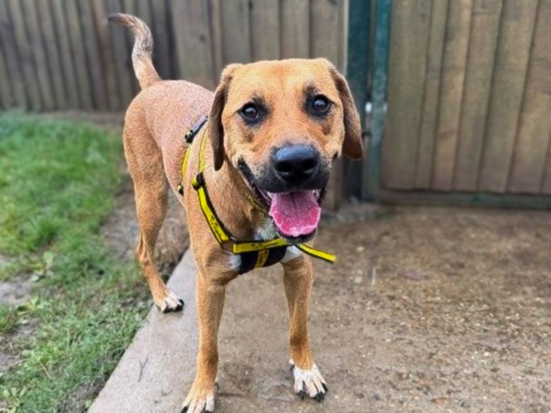 Benny | Foxhound Cross | Basildon (Essex) - 8
