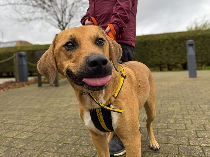 Benny | Foxhound Cross | Basildon (Essex) - 5