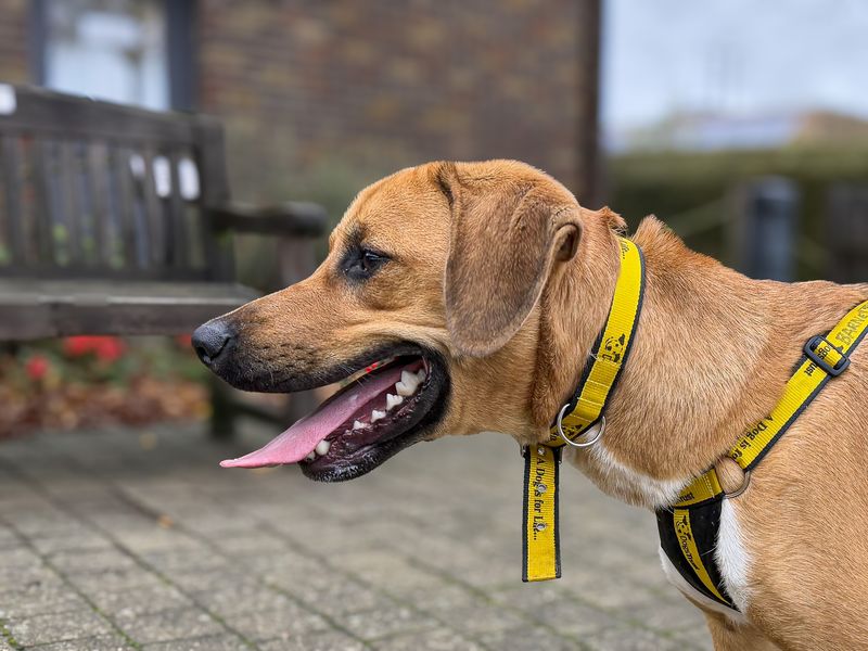 Benny | Foxhound Cross | Basildon (Essex) - 3