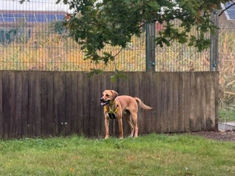 Benny | Foxhound Cross | Basildon (Essex) - 6
