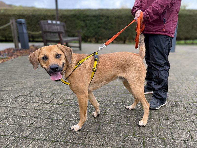 Benny | Foxhound Cross | Basildon (Essex) - 4