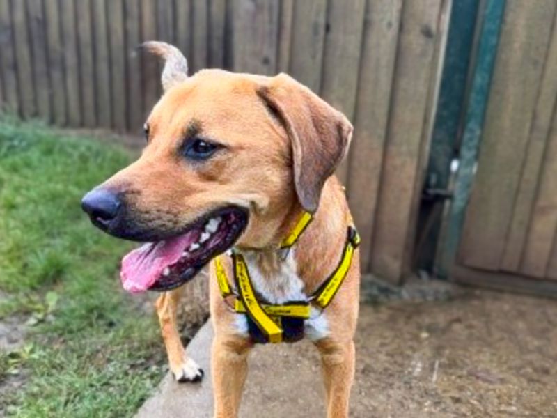 Benny | Foxhound Cross | Basildon (Essex) - 7