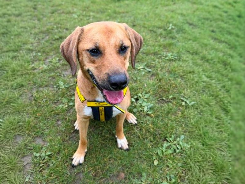 Benny | Foxhound Cross | Basildon (Essex) - 2