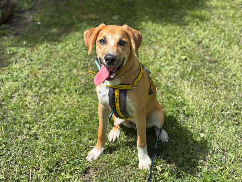 Harley | Crossbreed | Basildon (Essex) - 3