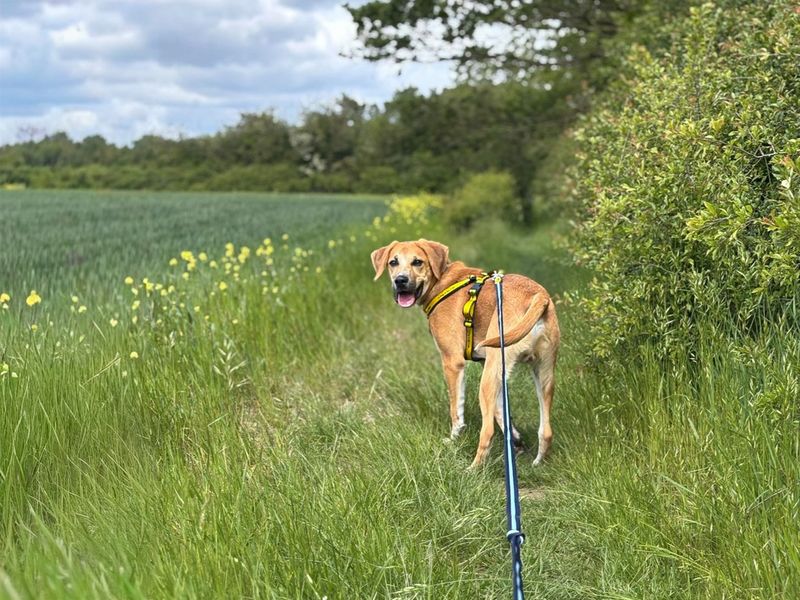 Harley | Crossbreed | Basildon (Essex) - 2