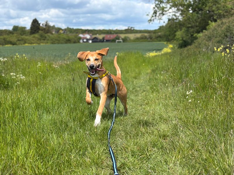 Harley | Crossbreed | Basildon (Essex) - 1