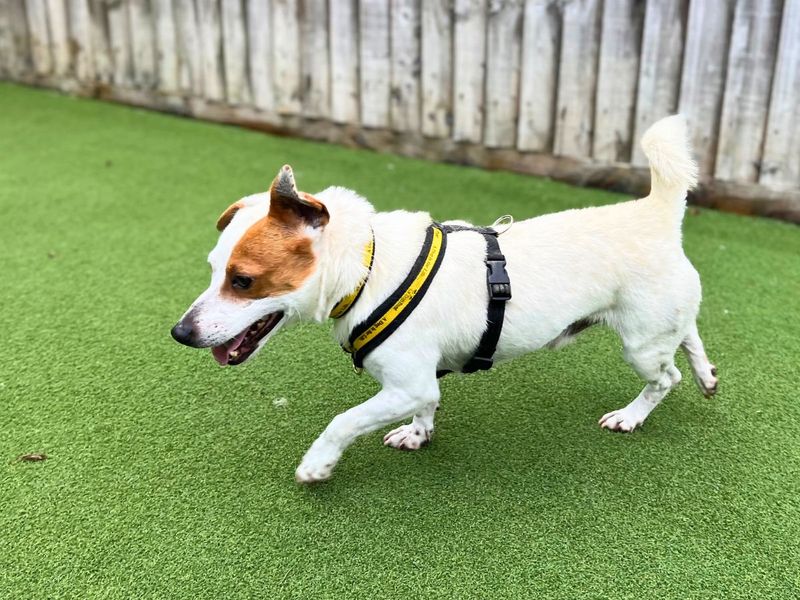 Otto, a 6 years old male Jack Russell Terrier available for adoption from Dogs Trust in Salisbury, Wiltshire