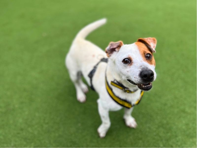 Otto, a 6 years old male Jack Russell Terrier available for adoption from Dogs Trust in Salisbury, Wiltshire