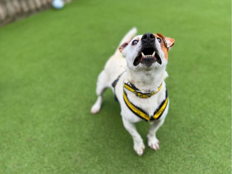 Jack Russell Terrier for adoption in Newton Tony, Wiltshire – 6 years old - Image 2 of 6