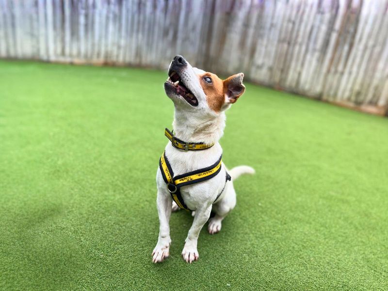 Jack Russell Terrier for adoption in Newton Tony, Wiltshire – 6 years old - Image 6 of 6