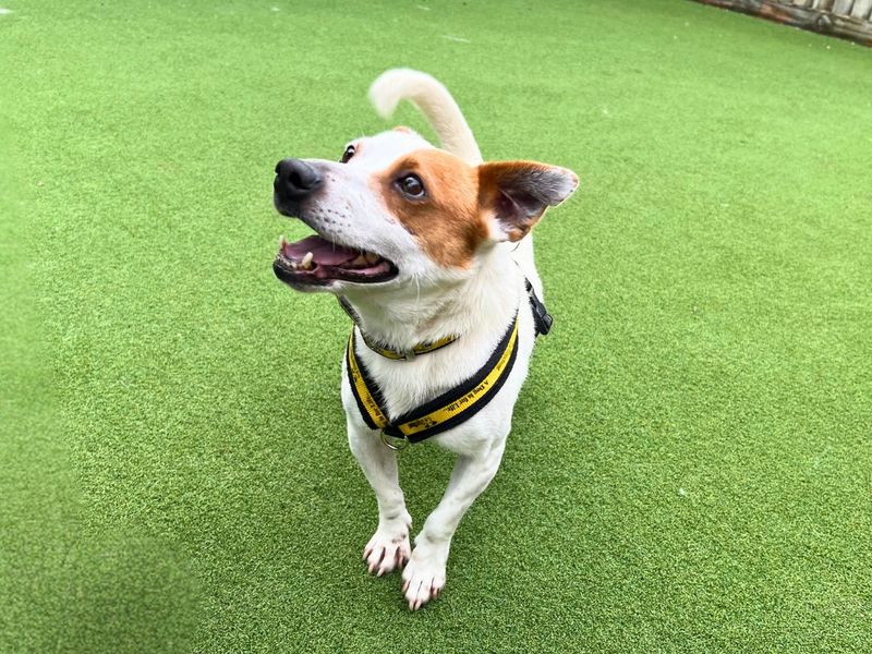 Jack Russell Terrier for adoption in Newton Tony, Wiltshire – 6 years old - Image 4 of 6