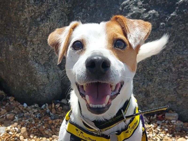 Otto | Terrier (Jack Russell) | Shoreham (Sussex) - 6