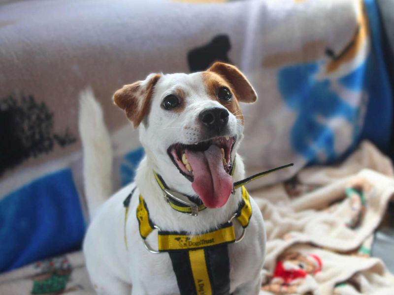 Otto | Terrier (Jack Russell) | Shoreham (Sussex) - 4