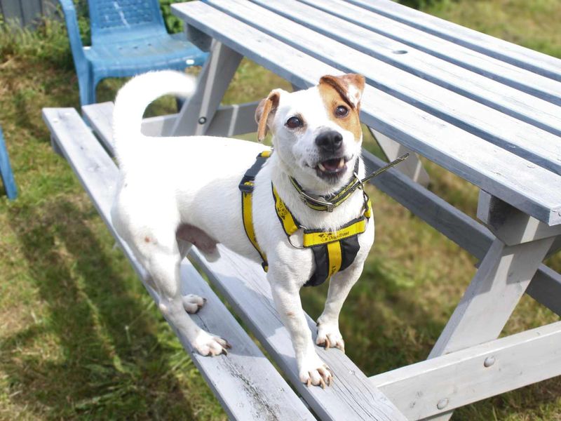 Otto | Terrier (Jack Russell) | Shoreham (Sussex) - 3