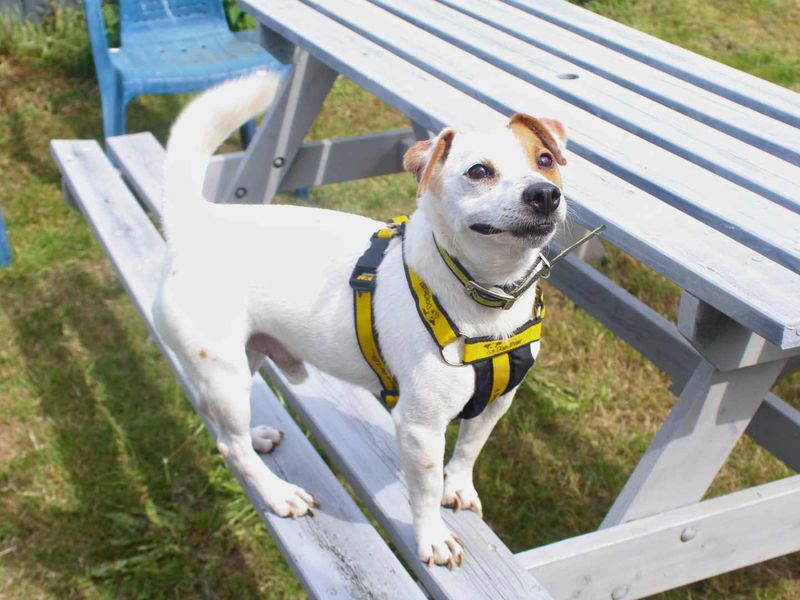 Otto | Terrier (Jack Russell) | Shoreham (Sussex) - 1