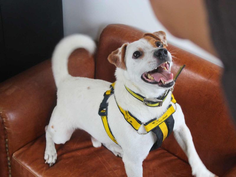 Otto | Terrier (Jack Russell) | Shoreham (Sussex) - 2