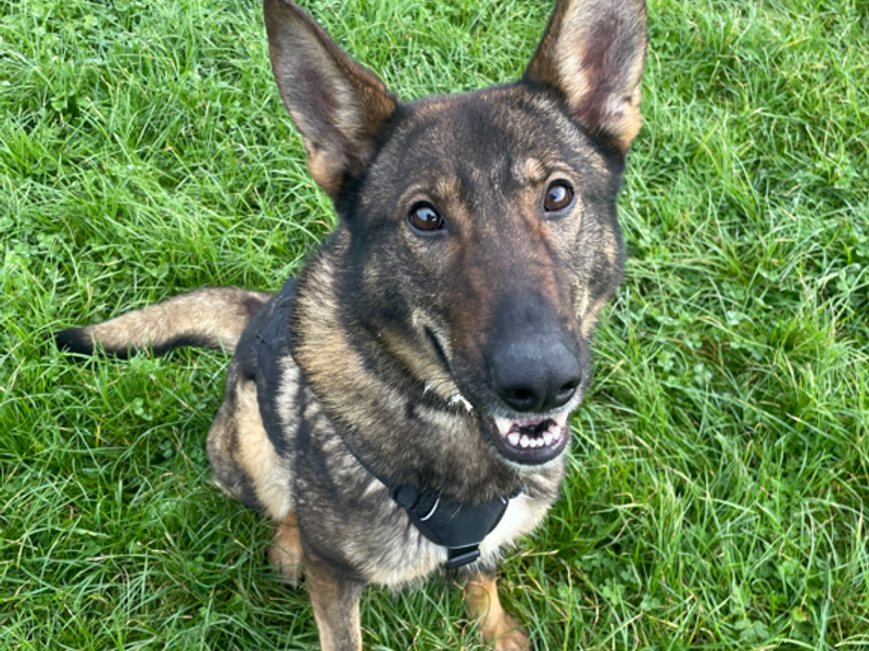 German Shepherd for adoption in Wymeswold, Leicestershire – 1 year old
