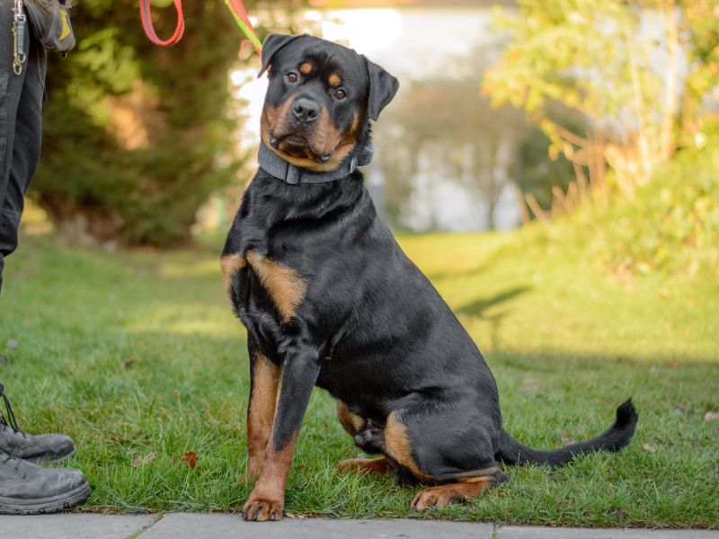 undefined | Rottweiler | undefined - 3