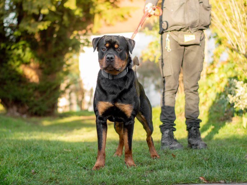 Rottweiler Dogs And Puppies For Adoption