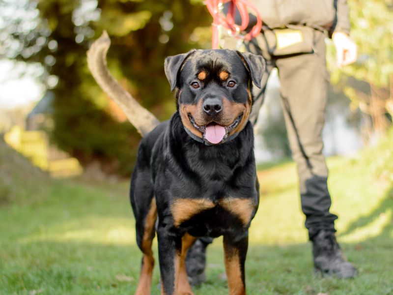 undefined | Rottweiler | undefined - 2